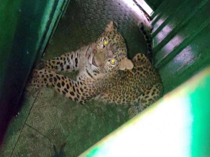 A leopard who attacked two children is finally jailed | Chandrapur : दोन चिमुकल्यांवर हल्ला करणारा 'तो' बिबट अखेर जेरबंद