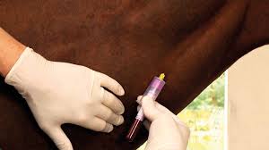 45 for testing the blood type of Horse | ४५ अश्वांचे रक्तजल नमुने तपासणीसाठी