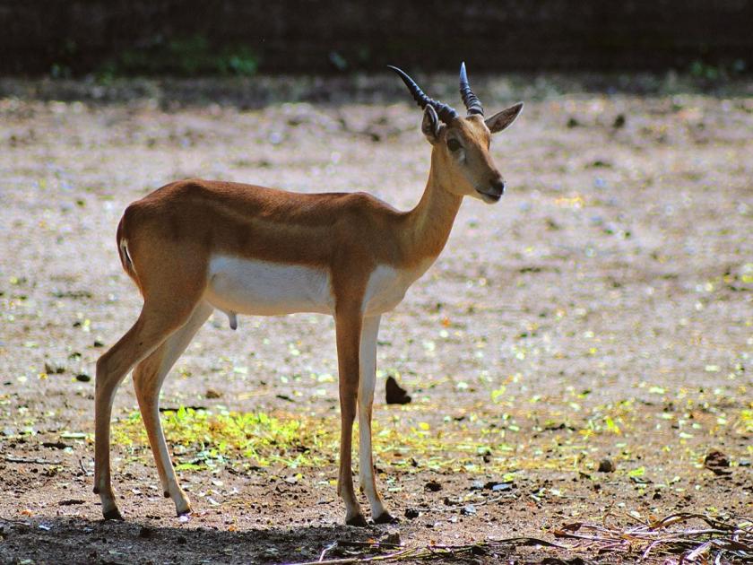 10 blackbucks, 3 deers will arrive in Maharajbagh zoo this week | महाराजबाग प्राणीसंग्रहालयात या आठवड्यात येणार १० काळवीट, ३ चाैसिंगा