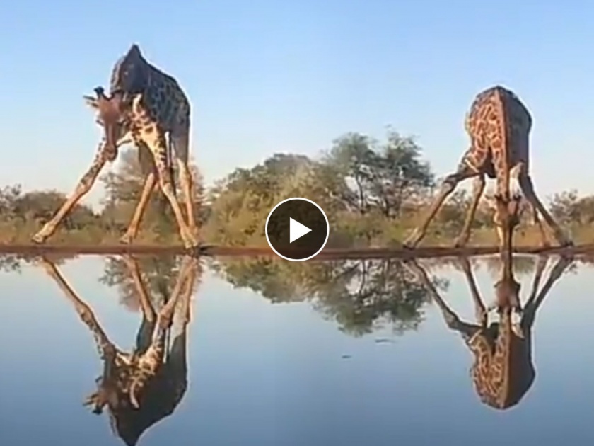 How giraffes drink water watch wildlife viral video | जिराफ पाणी कसं पितो? पाणी पिताना करावी लागते खूप कसरत, बघा व्हिडीओ