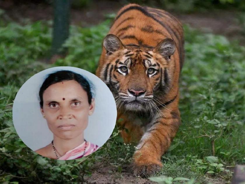 Woman killed in tiger attack in Sawali taluka; 49 deaths in man-animal conflict this year in chandrapur dist | वाघाच्या हल्ल्यात महिला ठार; चंद्रपूर जिल्ह्यात ११ दिवसांत दहा तर वर्षभरात ४९ व्याघ्रबळी