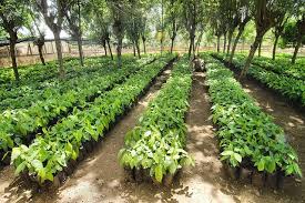 Prepare 50 million seedlings in the nursery of social forestry | सामाजिक वनीकरणच्या नर्सरीत ५० लाख रोपे तयार