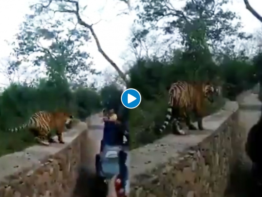 Tiger Vs human shocking video goes viral | VIDEO : अचानक समोर येऊन उभा राहिला वाघ, मग लोकांनी केला 'मुर्खपणा'
