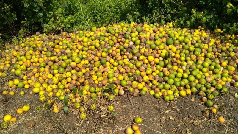 Outbreaks of Phytophthora brown rot on Nagpuri citrus and oranges | नागपुरी मोसंबी व संत्र्यावर फायटोप्थोरा ब्राऊन रॉटचा प्रादुर्भाव