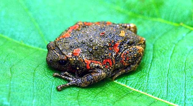 'Colorful' frog found in Melghat | मेळघाटात आढळले ‘कलरफूल’ बेडूक