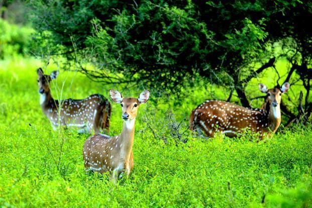 Mahendra Forest Conservation Reserve; Wildlife Board decision | महेंद्री जंगल संवर्धन राखीव क्षेत्र; वन्यजीव मंडळाचा निर्णय