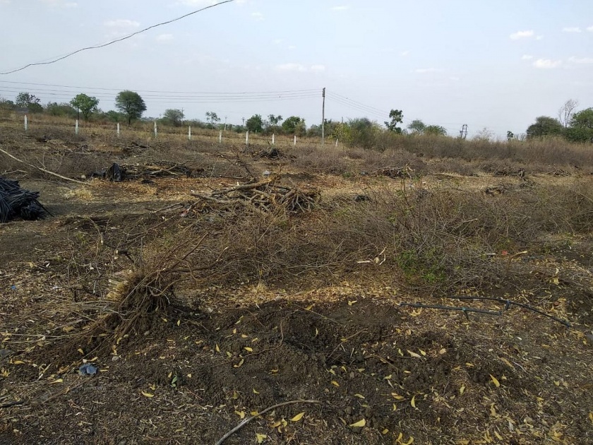 Crops in buldhana hit by heat & water shortage | बुलडाणा जिल्ह्यातील फळबागांवर दुष्काळाची कुऱ्हाड!     