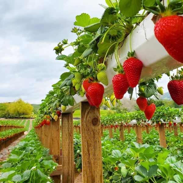Promote strawberry cultivation in Gadchiroli; Expectations of the Guardian minister | गडचिरोलीत स्ट्रॉबेरीच्या शेतीला चालना द्या; पालकमंत्र्यांची अपेक्षा