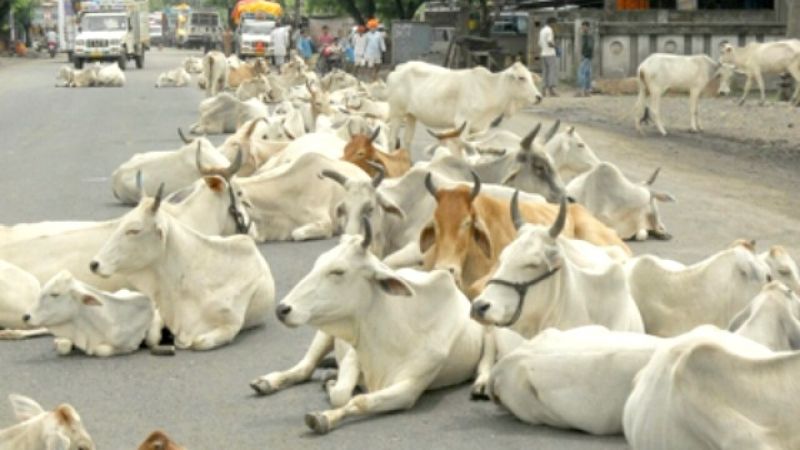 Cattle live on the Nagpur-Amravati state highway; Invitation to an accident | नागपूर-अमरावती राज्यमहामार्गावरच उभी राहतात गुरे; अपघाताला निमंत्रण