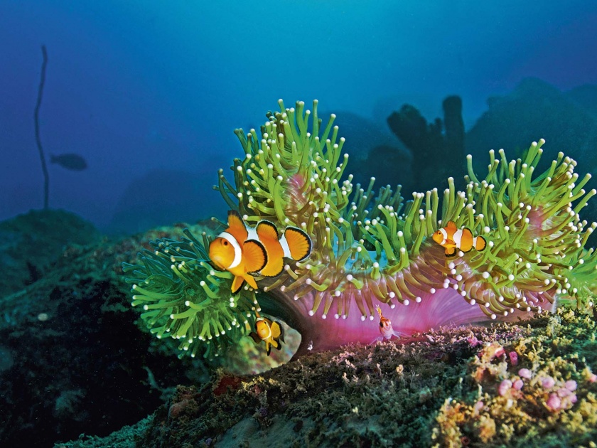 experince of see Nimo fish under 70 feet deep water | 70 फूट खोल पाण्याखाली दिसलेला निमो