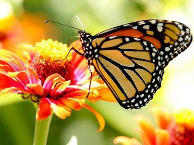 Butterflies will only look good if organic farming is promoted! | पर्यावरणोत्सव; सेंद्रीय शेतीला प्रोत्साहन दिले तरच फुलपाखरू छान दिसेल !