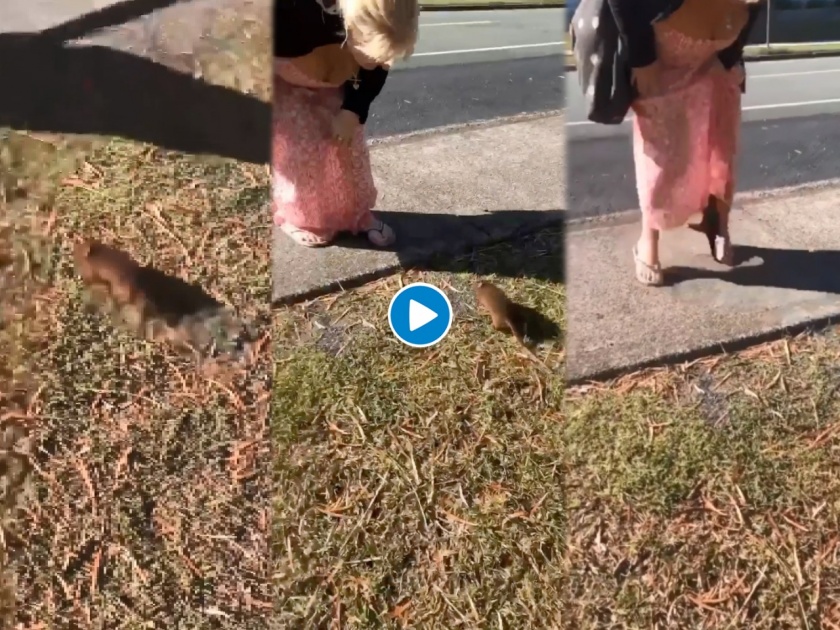 Viral video of opossum wild rat trying to enter woman's dress weird video | महिलेच्या ड्रेसवर चढला उंदीर आणि मग...; ५० लाखांपेक्षा जास्त लोकांनी पाहिला व्हिडीओ