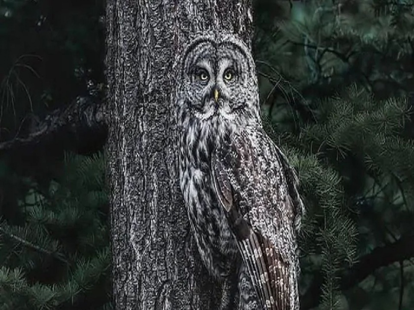 Can you spot the owl hiding in the trees pics goes viral myb | मस्तच! झाडाच्या खोडावरचं घुबड सोशल मीडियावर होतंय व्हायरल; कोणी टिपलंय हे दुर्मिळ दृश्य?