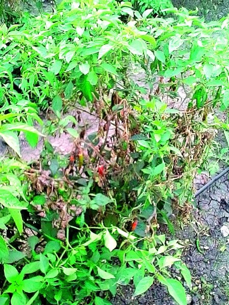 Insect outbreak in Nagpur district; The farmers in trouble | नागपूर जिल्ह्यात किडीचा प्रादुर्भाव; शेतकरी कोलमडला