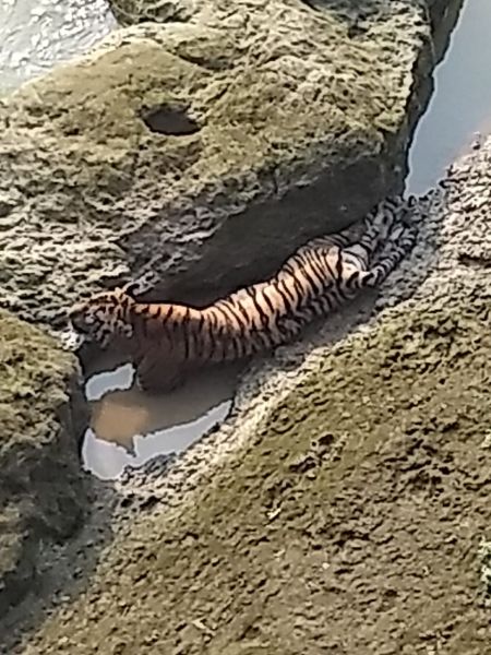A tiger found in the river Siran river in Chandrapur district | चंद्रपूर जिल्ह्यातील सिरणा नदीच्या पात्रात आढळला पट्टेदार वाघ