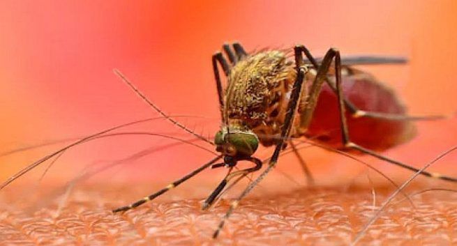 Zika will be tested for dengue and chikungunya negative people | डेंग्यू, चिकुनगुनिया निगेटिव्ह आलेल्यांची होणार झिका तपासणी