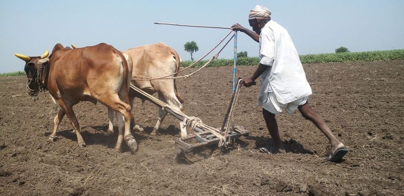 Injustice on West Vidarbha regarding crop estimate | सुधारित पैसेवारीसाठी पश्चिम विदर्भाला उफराटा न्याय