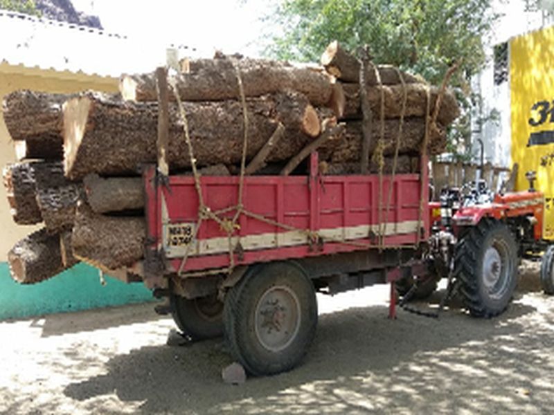  Wood transport by slaughtering the tree illegally | अवैधरित्या वृक्ष कत्तल करुन लाकडाची वाहतूक