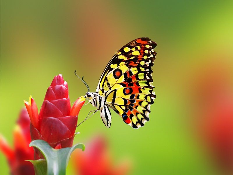 68 species of butterflies in Buldana district | बुलडाणा जिल्ह्यात ६८ प्रकारची फुलपाखरे