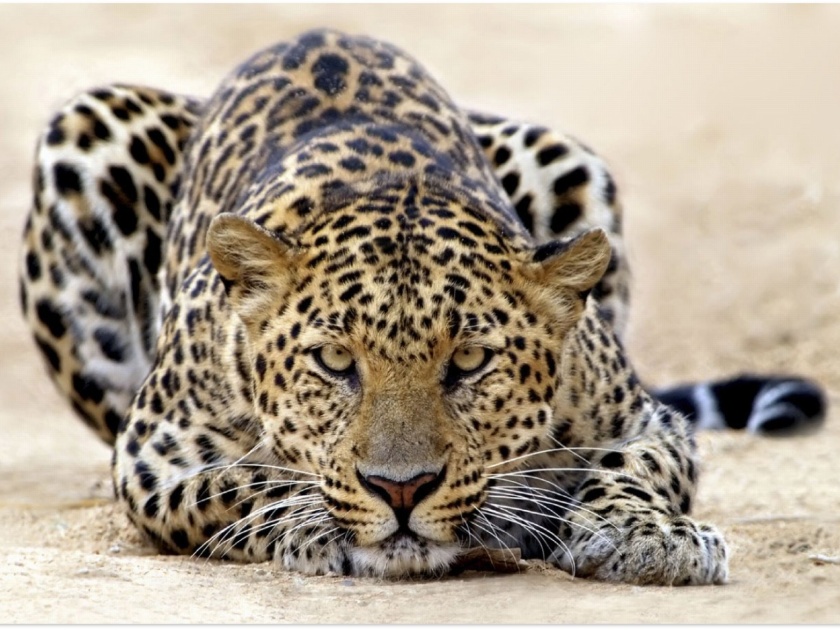 Chandrapur; leopard caught at midnight in house | चंद्रपूर; घरात ठाण मांडलेला बिबट्या मध्यरात्री जेरबंद