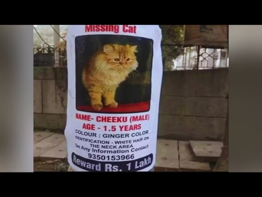 Owner will give one lakh rupees to the person who finds persian cat chiku | हरवलेल्या मांजरीला शोधण्यासाठी मालकाने लावले पोस्टर, शोधणाऱ्याला देणार 1 लाख रूपये