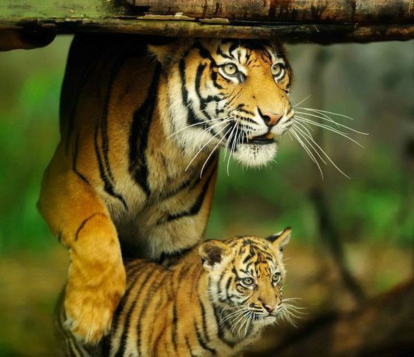 Tourists pay attention to three tiger cubs in Tadoba | ताडोबातील वाघांचे तीन बछडे वेधताहेत पर्यटकांचे लक्ष