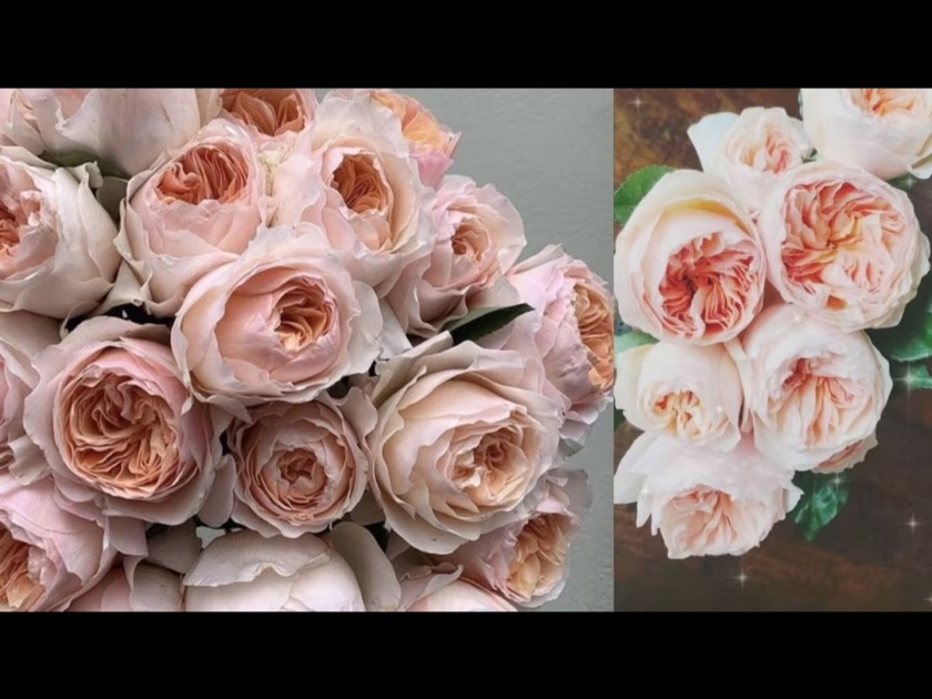 Rose Day 2024 : How long do juliet roses last price in crores worlds most expensive flower | गुलाबाच्या फुलाची किंमत 130 कोटी रूपये, 3 वर्ष राहतं ताजं!