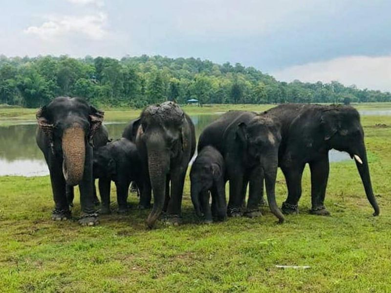 The death of another elephant in just four days; Question mark at Kamalapur Elephant Camp | अवघ्या चार दिवसात दुसऱ्या हत्तीचा मृत्यू; कमलापूर हत्ती कॅम्पवर प्रश्नचिन्ह