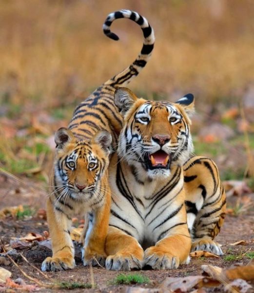 Living in Melghat is favorable for tigers; The project has completed 47 years | मेळघाटातले वास्तव्य वाघांकरिता ठरलेय अनुकूल; प्रकल्पाला ४७ वर्षे पूर्ण