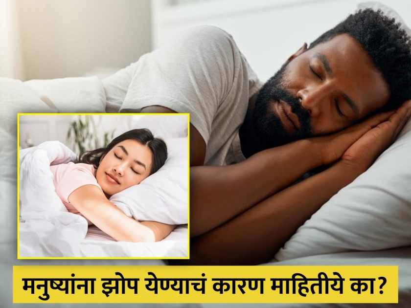 Why do human need sleep? Know benefits of getting enough tight sleep | झोपेबाबत रिसर्चमधून मोठा खुलासा, मनुष्यांना झोप येण्याचं कारणंही आलं समोर