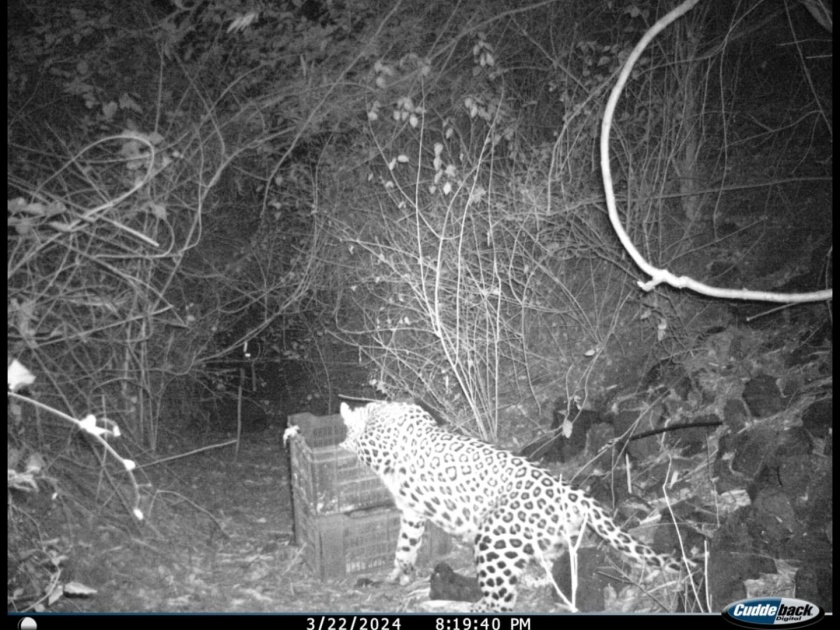 A female leopard with her calves is seen by the forest department | बछड्यांना घेऊन मादी बिबट पसार, वन विभागाची करडी नजर
