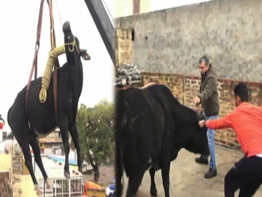 Haryana bull climbed to third floor of house in Jind rescued with the help of crane | बोंबला! अचानक घराच्या तिसऱ्या मजल्यावर चढला वळू आणि मग.....