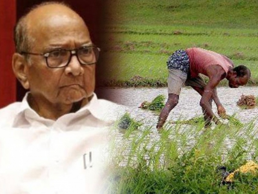 'Salt rubbed on farmers' wounds, reverse decision on fertilizer price hike', sharad pawar letter to minister on fartilizer and chemical | 'शेतकऱ्यांच्या जखमेवर मीठ चोळलंय, खतांच्या दरवाढीचा निर्णय मागे घ्या'
