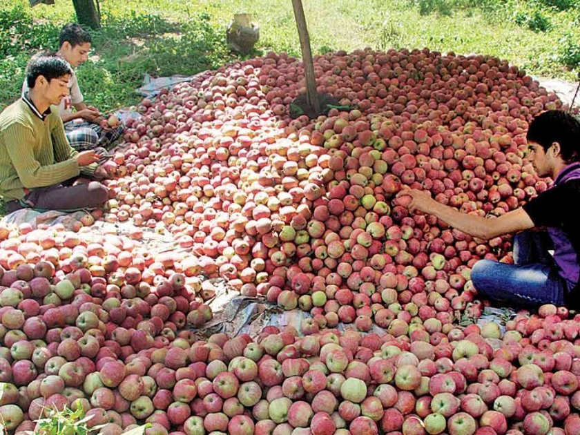 The government will buy apples directly from farmers in Jammu and Kashmir | जम्मू-काश्मीरमधील शेतकऱ्यांकडून सरकार थेट खरेदी करणार सफरचंद