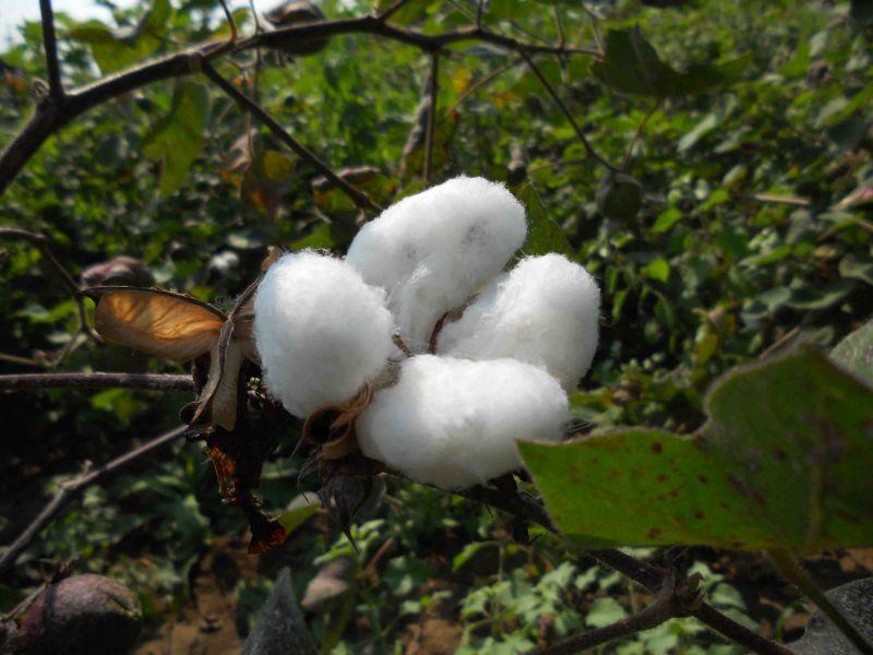 World Cotton Day; Textile Entrepreneur-Farmer Agreement Needs Time | जागतिक कापूस दिन ; कापड उद्योजक-शेतकरी करार काळाची गरज