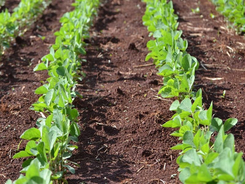 Use home grown seeds for sowing soybeans | सोयाबीन पेरणीसाठी घरचेच बियाणे वापरा