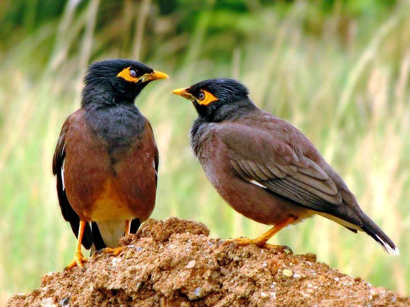 who talks to birds, came to Nagziri in Gondia! | पक्ष्यांशी बोलणारा अवलिया आला गोंदियाच्या नागझिऱ्यात !