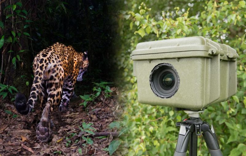  'Tiger Conservation': 80 trap cameras in Dnyan Ganga abhayaranya | ‘व्याघ्र संवर्धन’ : ज्ञानगंगात ८० ट्रॅप कॅमेरे