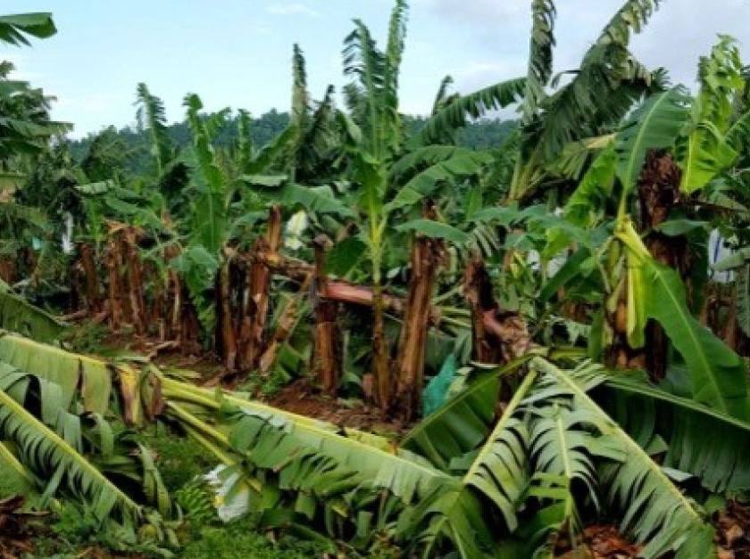  After cotton, soybean, now bananas also suffer a great loss | कापूस, सोयाबीननंतर आता केळीचेही मोठे नुकसान