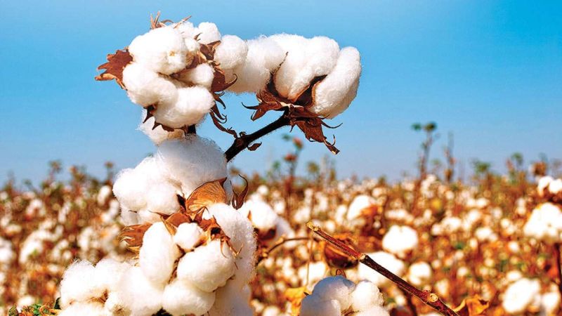 Political pressure to buy cotton; Allegations of marketing chairman | कापूस खरेदीसाठी राजकीय दबाव; पणन अध्यक्षांचा आरोप