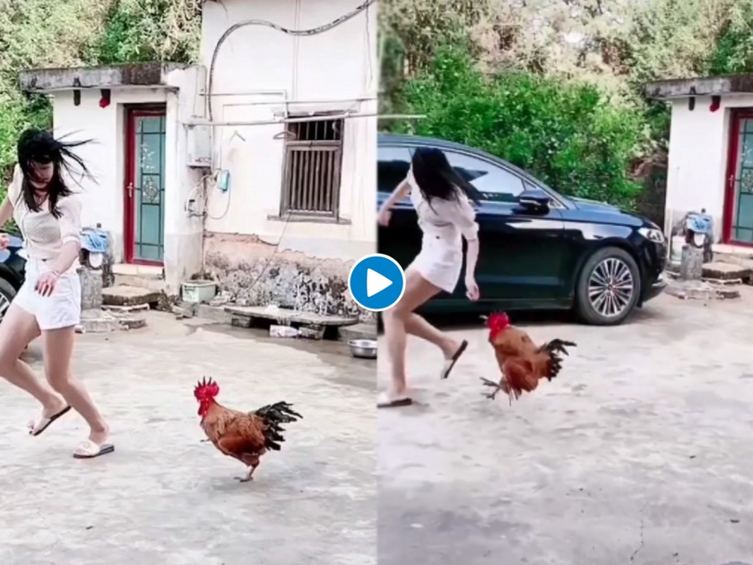 Funny video : Chicken attack on girl funny viral video | तरूणीच्या मागे लागला लाल तुरेवाला कोंबडा, व्हिडीओ बघून पोट धरून हसाल....