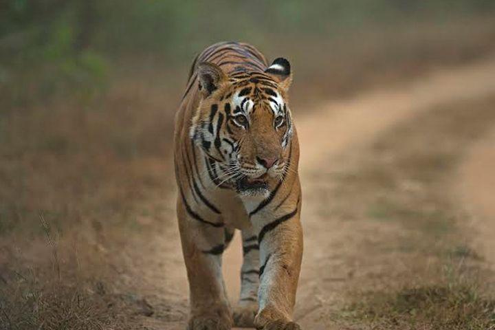 Establishment of study committee for relocation of growing tigers in Chandrapur | चंद्रपुरातील वाढत्या वाघांच्या स्थानांतरणासाठी अभ्यास समिती स्थापन