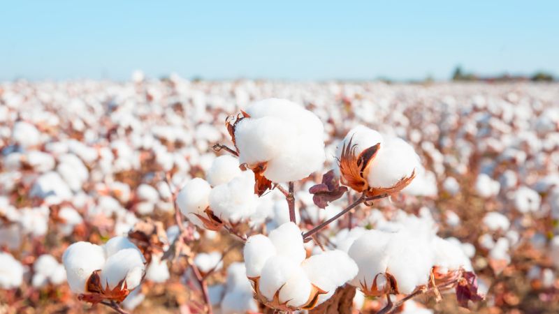 Cotton will also be procured at Nagardevale | नगरदेवळे येथेही खरेदी केली जाणार कपाशी