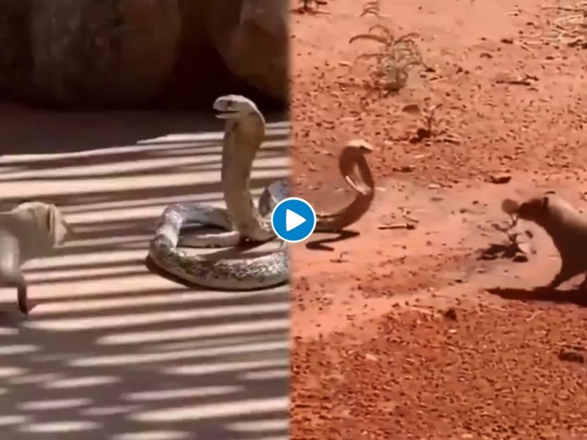 Fight between snake and mongoose watch shocking video | VIDEO : जेव्हा अचानक झाला साप आणि मुंगसाचा आमना-सामना, बघा दोघांची खरतनाक लढाई...