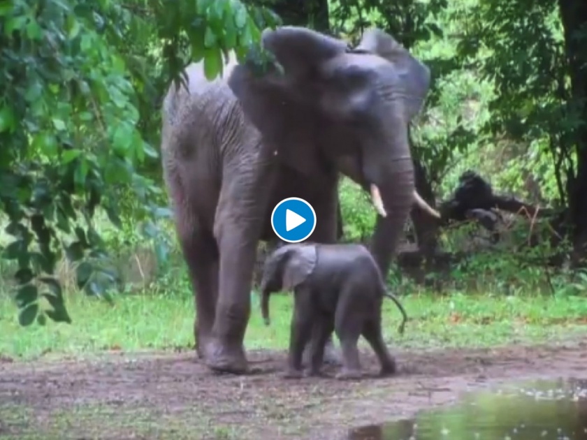 Video: The baby elephant started dancing 20 minutes after birth video viral in social media | Video: जन्माच्या २० मिनिटांनंतर डान्स करतोय हत्तीचा पिल्लू; व्हिडीओ पाहून तुमच्याही चेहऱ्यावर येईल हसू