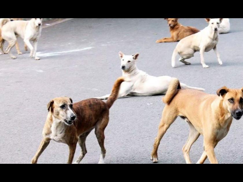 In Solapur, the number of accidents increased due to dogs; Three people in the hospital on the same day! | सोलापुरात कुत्र्यांचा सुळसुळात, अपघातांचं प्रमाण वाढलं; एकाच दिवशी तिघेजण रूग्णालयात!