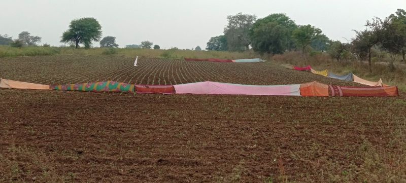 Farm fencing with colorful sarees | रंगीबेरंगी साड्यांनी नटले शेतशिवार; वन्यप्राण्यांचा हैदोस