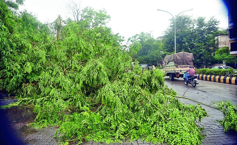 Due to these reasons, these trees are uprooted even in a short storm | 'या' कारणांमुळे 'ही' झाडे छाेट्या वादळातही उन्मळून पडतात 