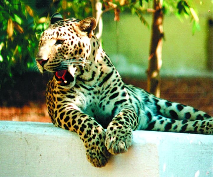 Cages are planted in Nagpur to capture leopard | नागपुरात बिबट्याला पकडण्यासाठी लावले जाताहेत पिंजरे