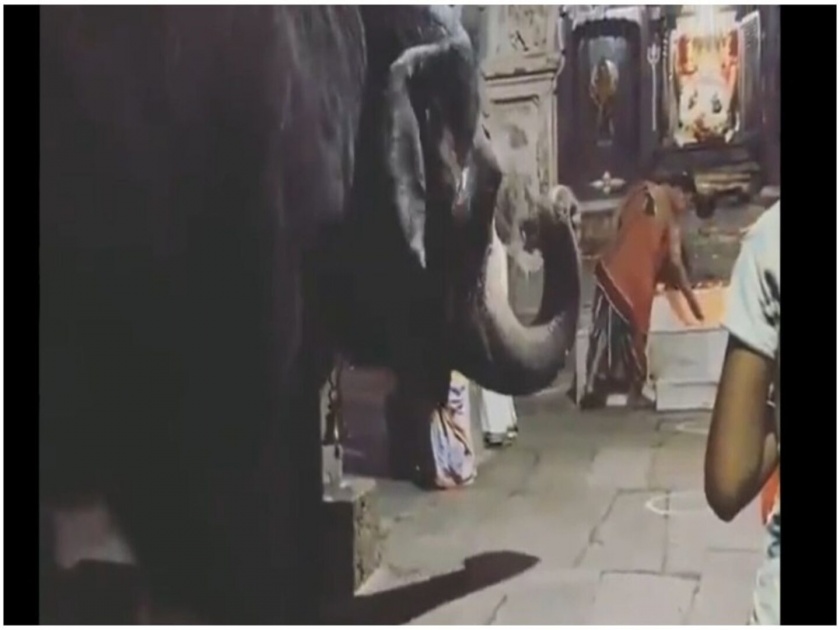 Viral video elephant bowing head in lord ganesha temple ganesh chaturthi | VIDEO : गणेशाच्या भक्तीत तल्लीन झाले गजराज, गणपती मंदिरात दिसली अद्भूत श्रद्धा